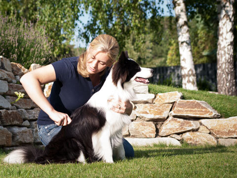 Chiro-Vet Chiropraktiche Behandlung für Hunde