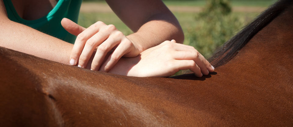 Chiropraktikerin für Pferde | Chiropraktik Pferde Sport Wien | Tier - Chiropraktiker 